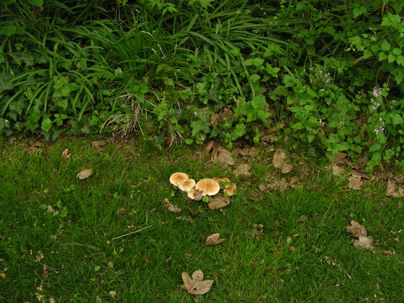 altro sopralluogo nei parchi